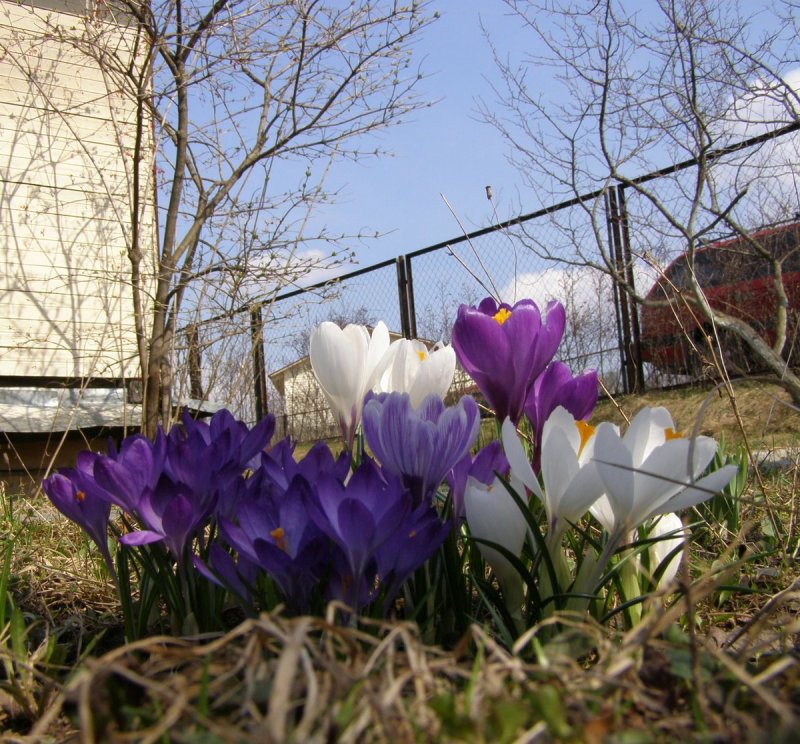 Крокусы на грядке