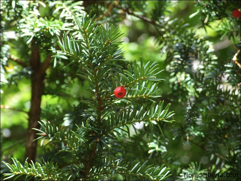 Тис ягодный (Taxus baccata David p9)