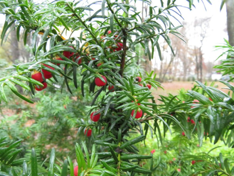 Тисс канадский (Taxus canadensis