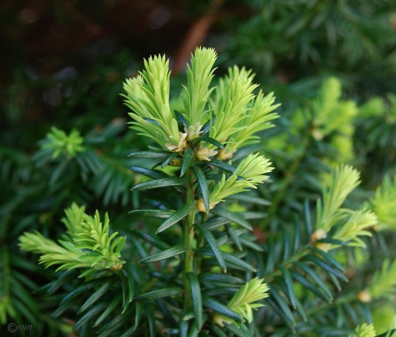 Тис ягодный Taxus baccata