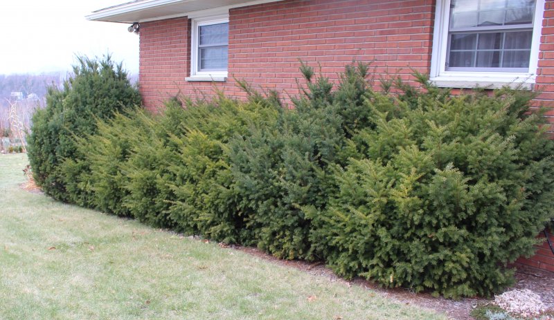 Taxus baccata Micro