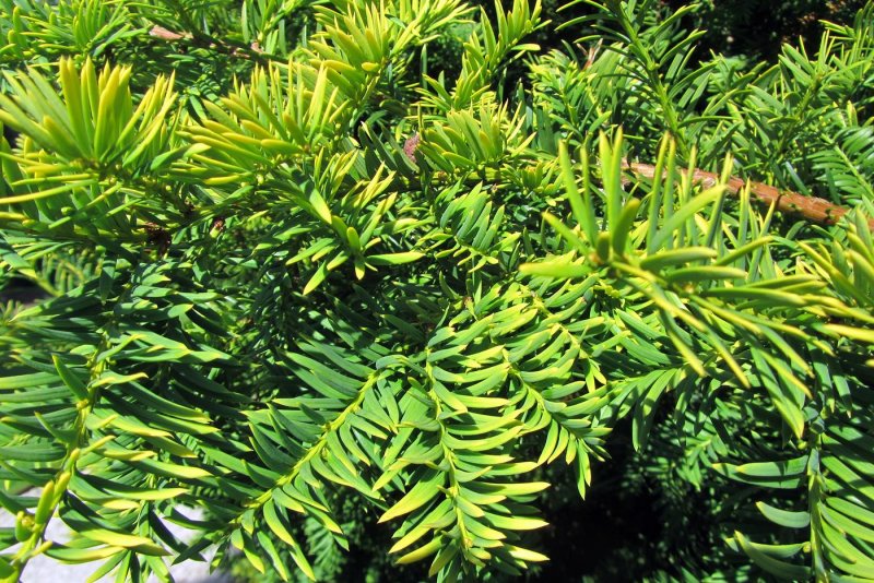 Тисс(Taxus) Semperaurea