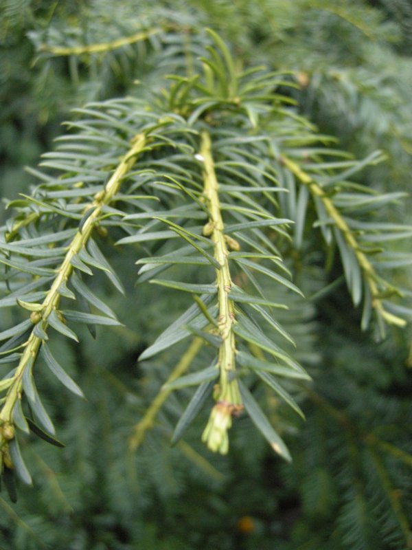 Тис Media Densiformis