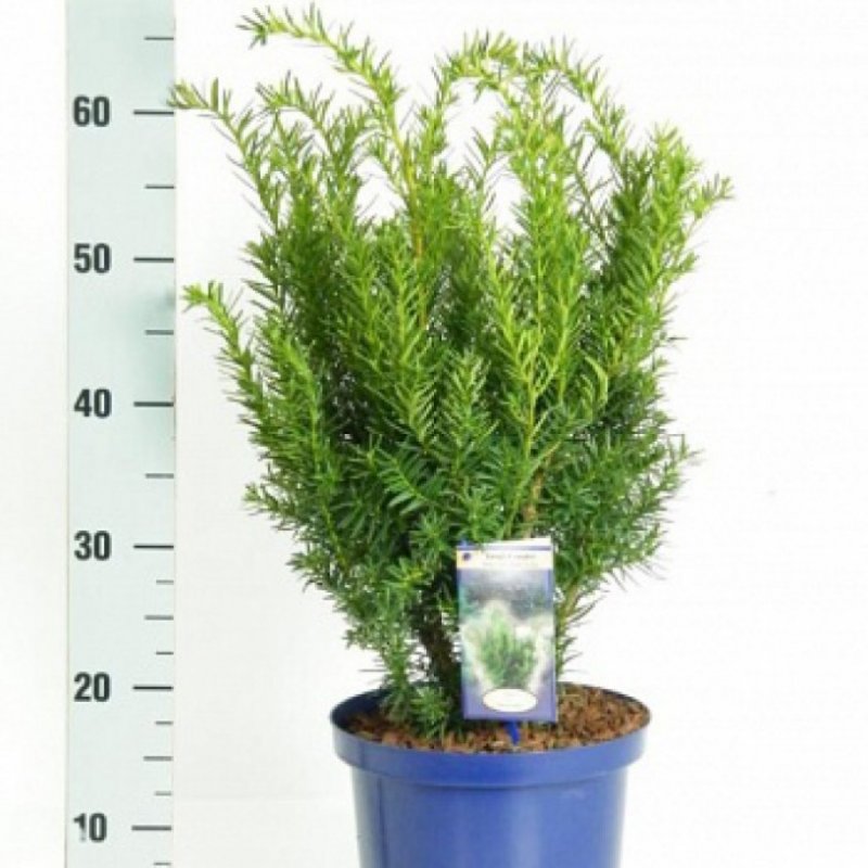 Тис ягодный (сорт 'Dovastonii Aurea')