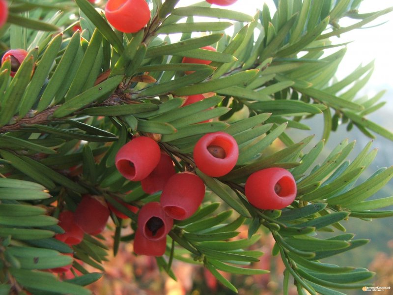 Тисс канадский (Taxus canadensis