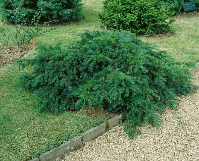 Taxus baccata 'repandens'