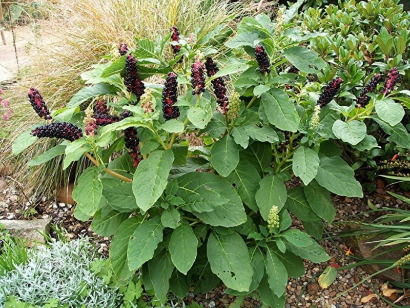 Phytolacca decandra