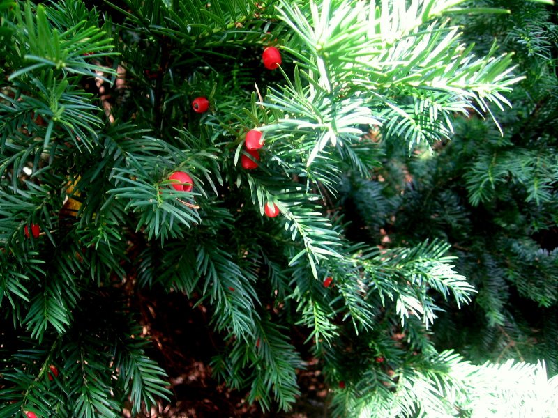 Тис ягодный (Taxus baccata David p9)