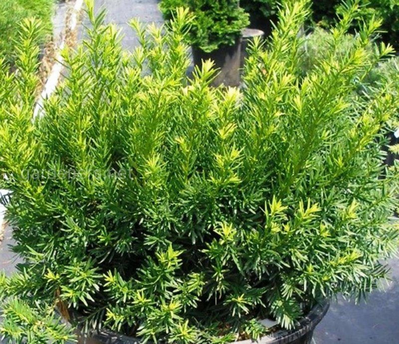 Тис ягодный Taxus baccata