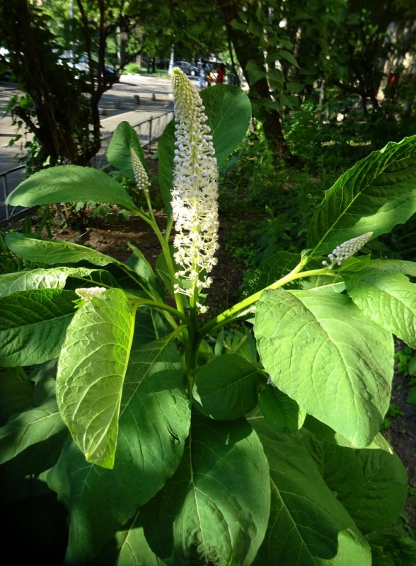 Беккер лаконос