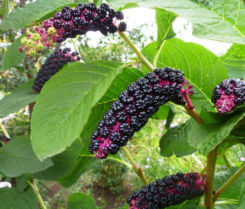 Phytolacca (лаконос американский)