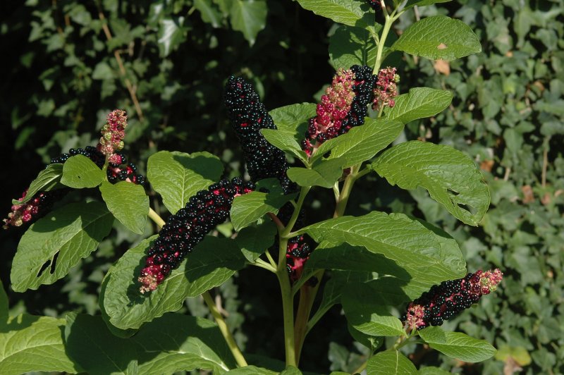 Phytolacca (лаконос американский)