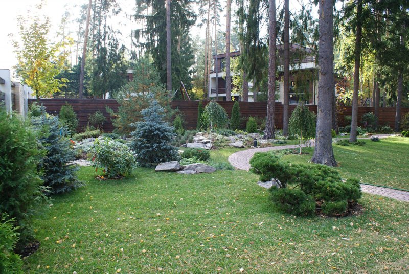 Ель на газоне