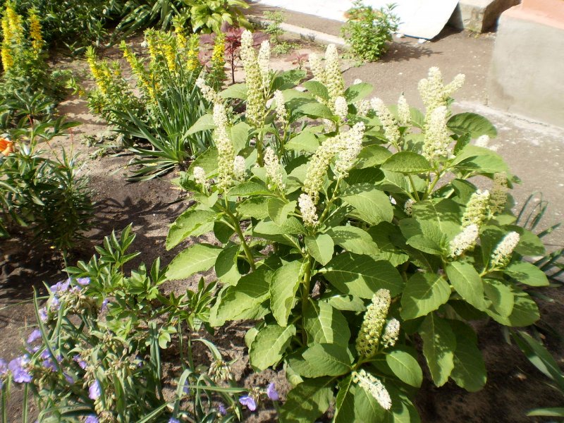 Лаконос костянковый или фитолакка костянковая Phytolacca acinosa