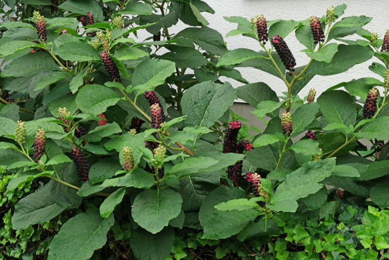 Рисунок Phytolacca acinosa