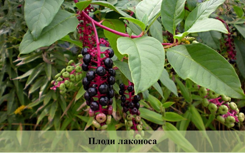 Абхазский лаконос