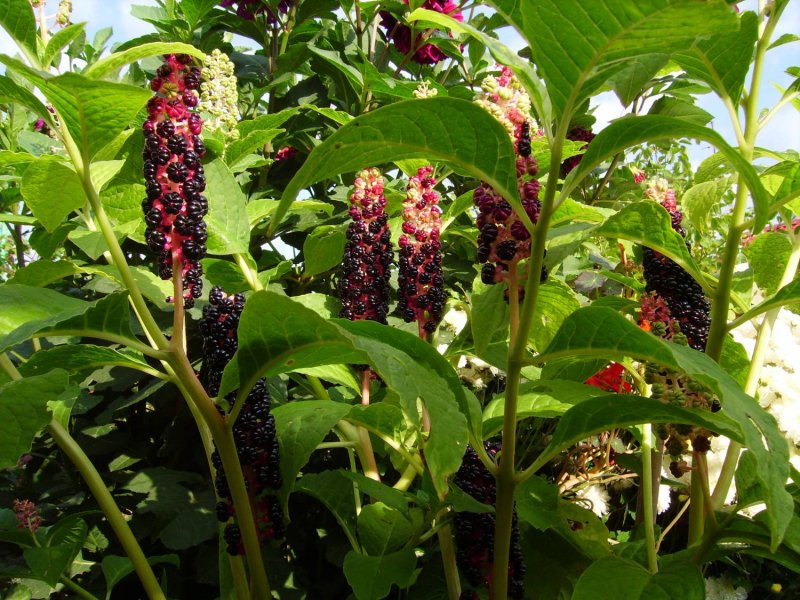 Лаконос двудомный (Phytolacca dioica)