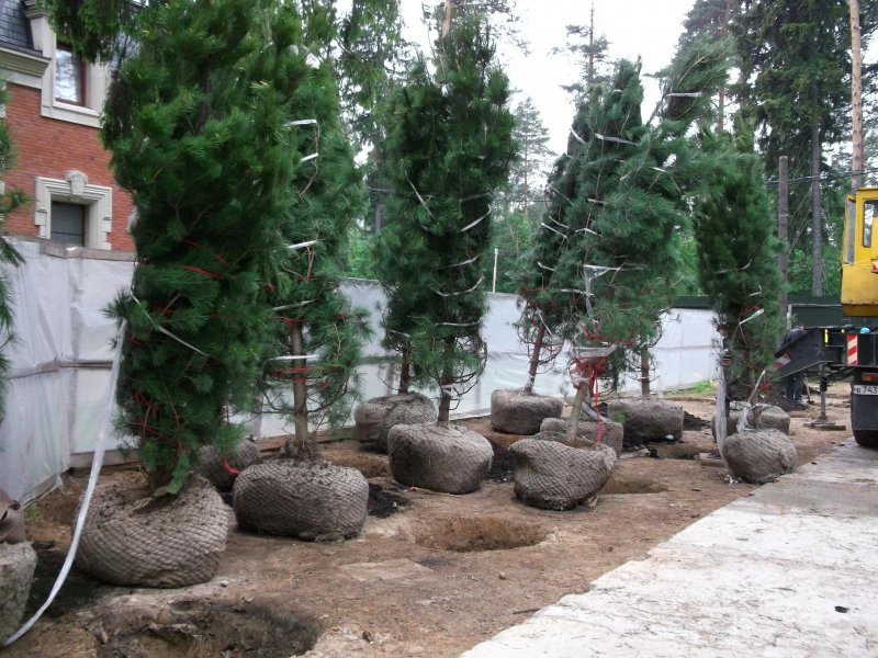 Балтийский ландшафт с соснами