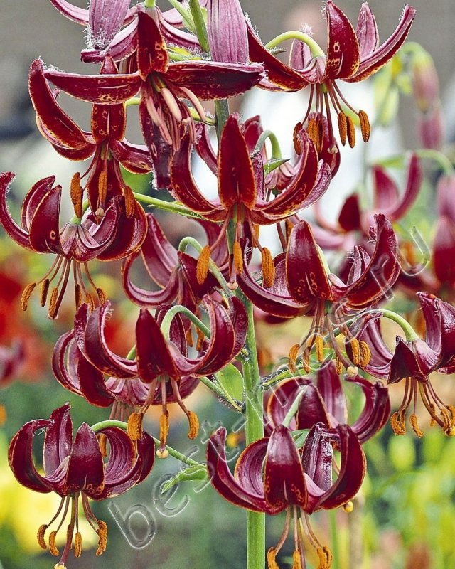 Lilium hansonii Лилия мартагон Хенсони