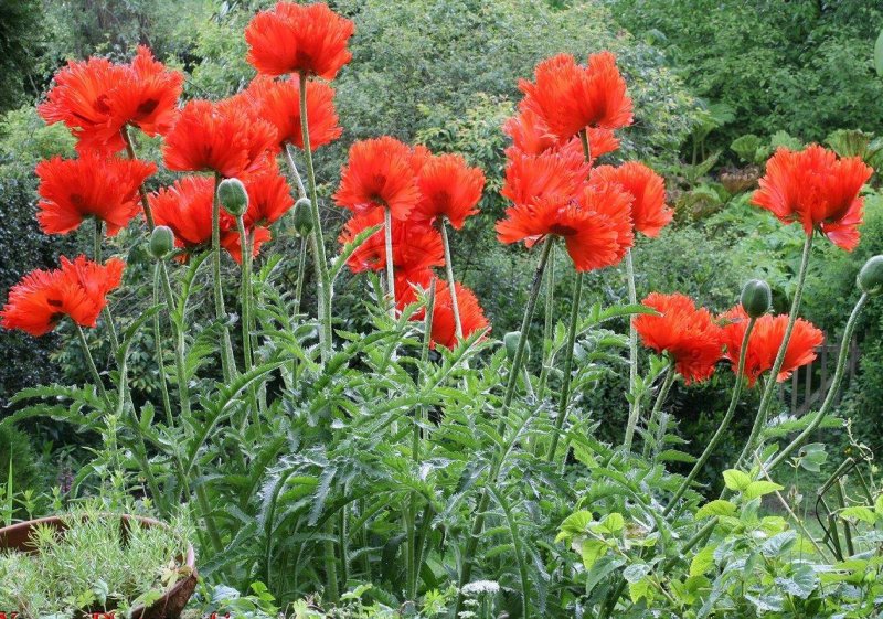 Мак Восточный (Papaver orientale l.)