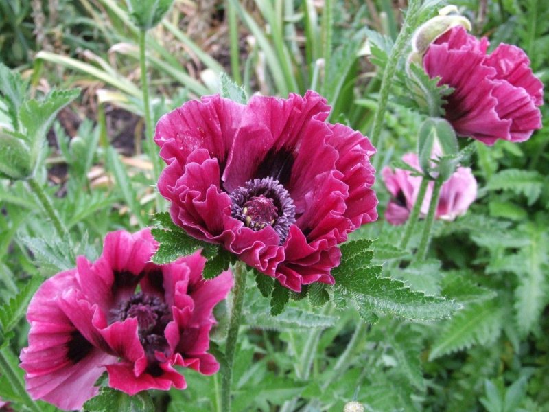 Мак Восточный (Papaver orientale)
