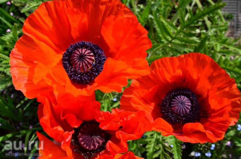 Мак Восточный (Papaver orientale)