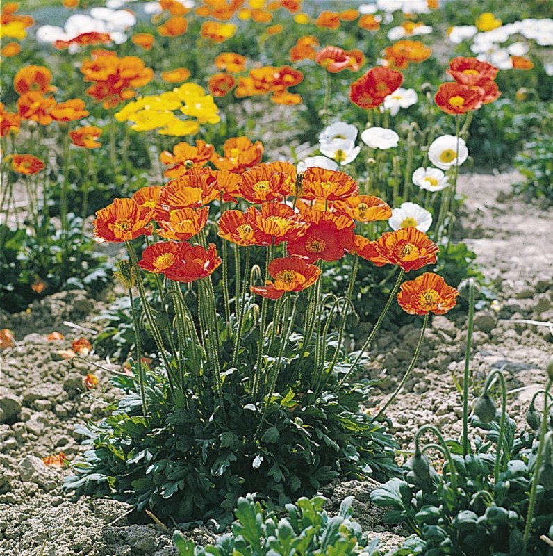 Мак голостебельный (Papaver nudicaule)