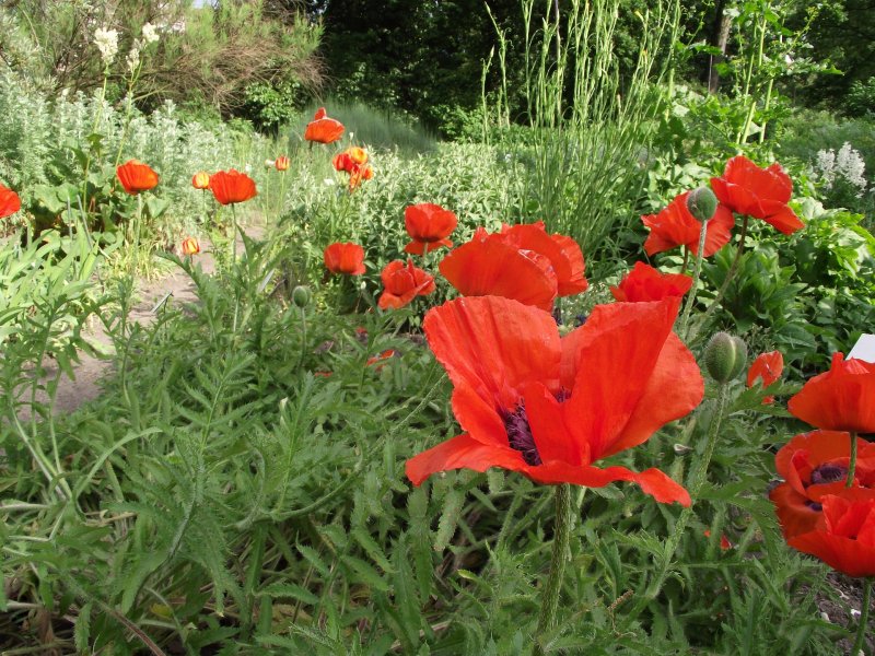 Мак Восточный (Papaver orientale l.)