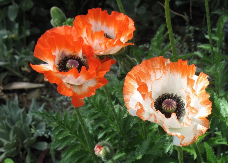 Мак (Papaver) Picotee