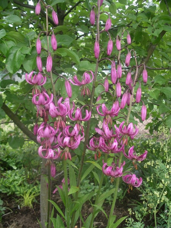 Лилия rosea (мартагон)