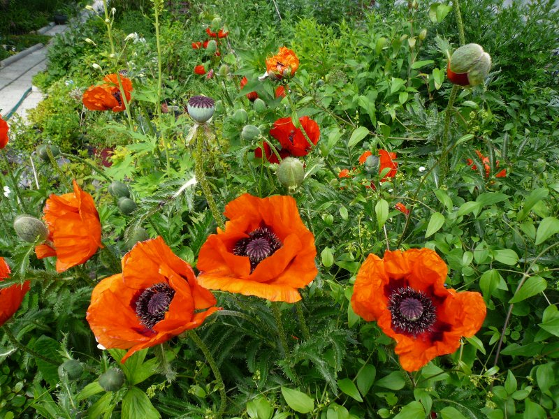 Мак Восточный (Papaver orientale)