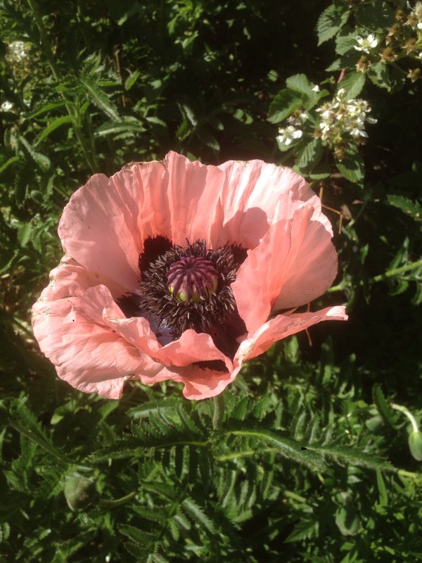 Мак Восточный (Papaver orientale l.)