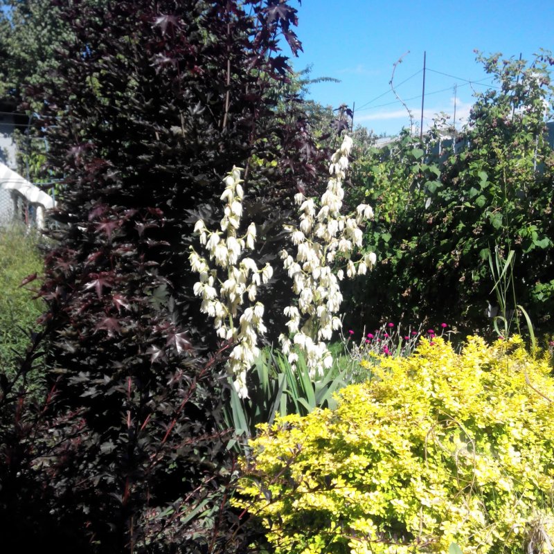 Юкка нитчатая (Yucca)