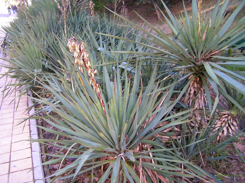 Юкка нитчатая (Yucca)
