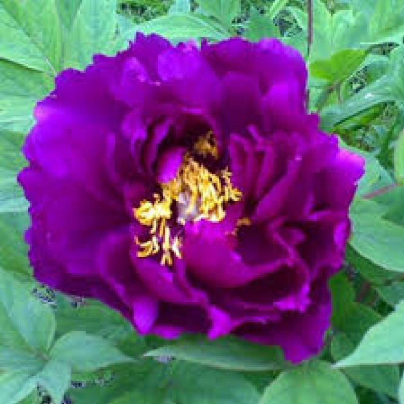 Древовидный пион пурпле фиолетовый Purple