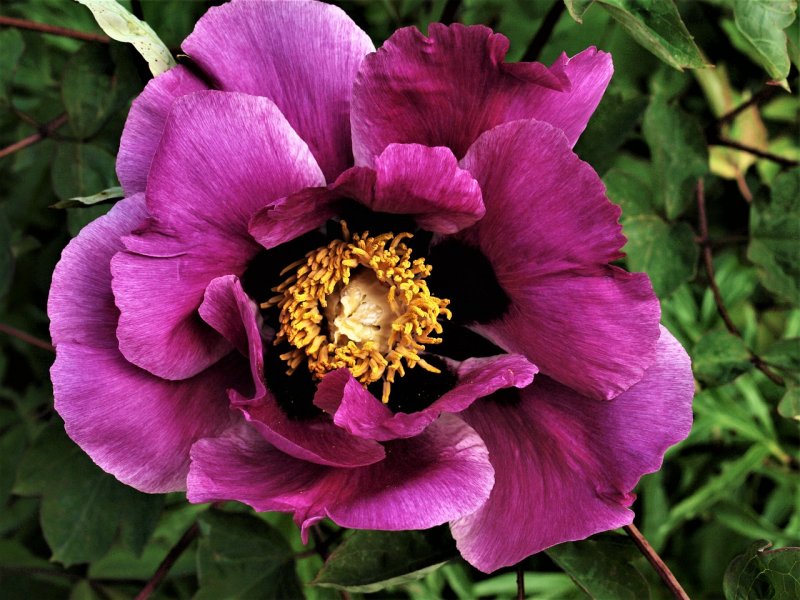 Пион древовидный Paeonia suffruticosa Purple
