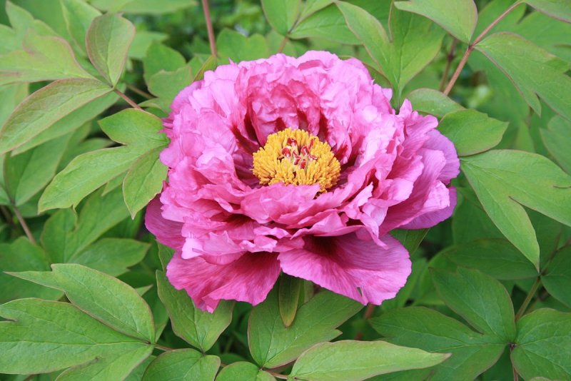 Paeonia suffruticosa Yin Hong Qiao DUI