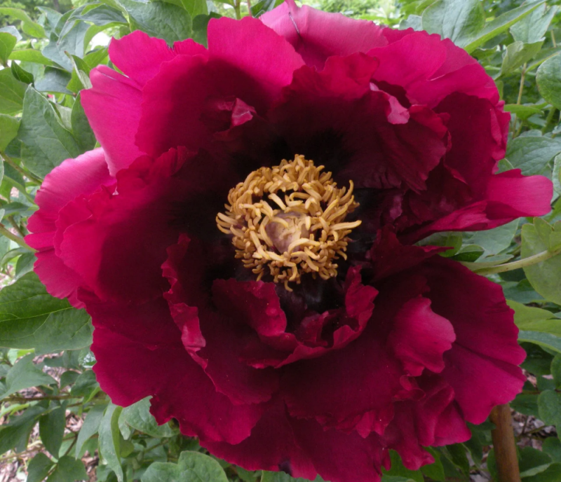 Пион древовидный Paeonia suffruticosa Black