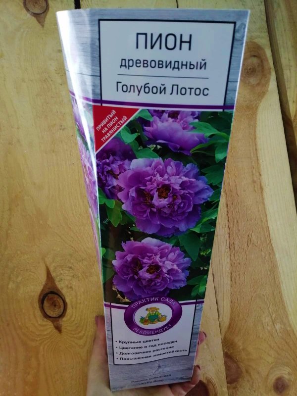 Пион древовидный голубой Лотус