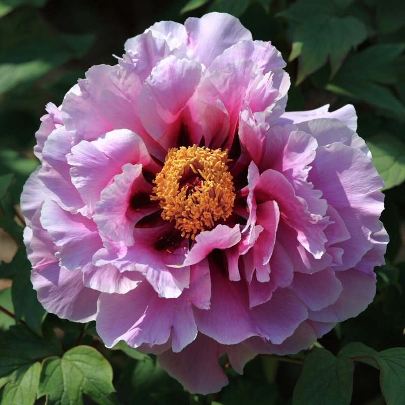 Пион древовидный (Paeonia suffruticosa Purple) c2