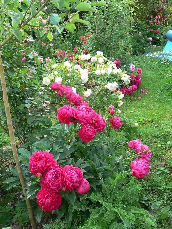 Красивая клумба из пионов