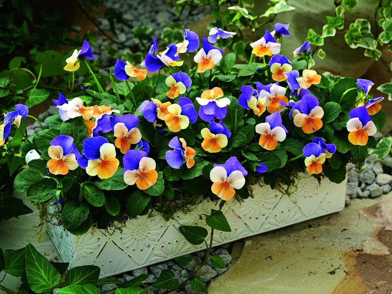 Pansy
