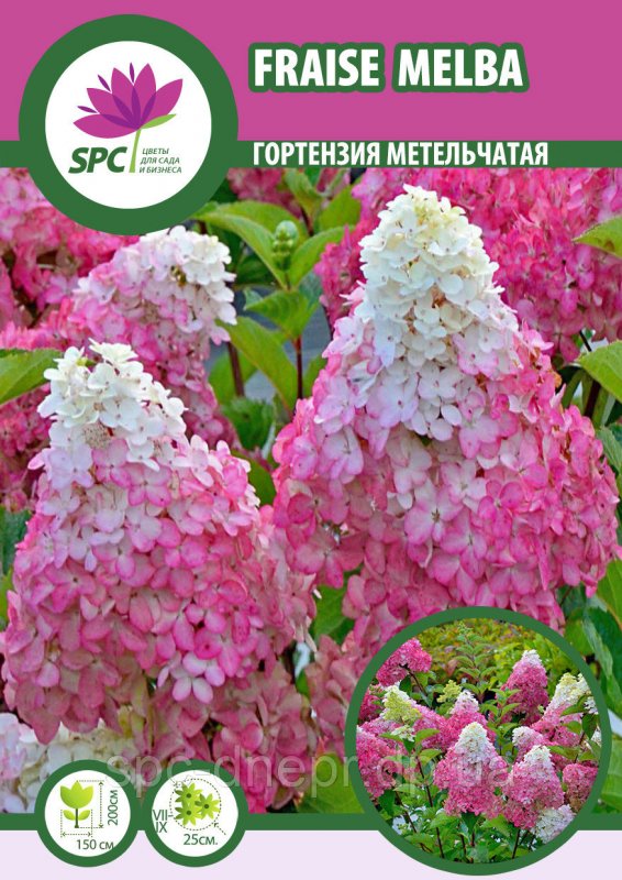 Гортензия метельчатая Сандей Фрайз с5