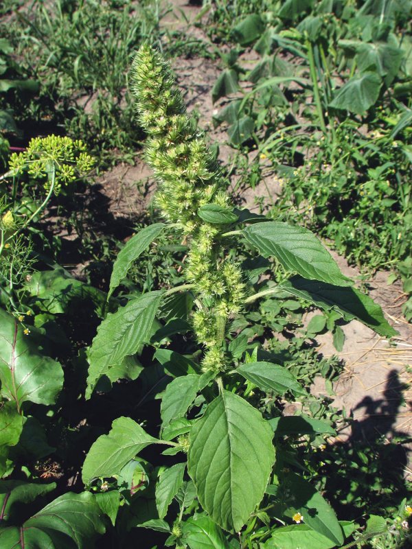 Щирица запрокинутая Amaranthus retroflexus