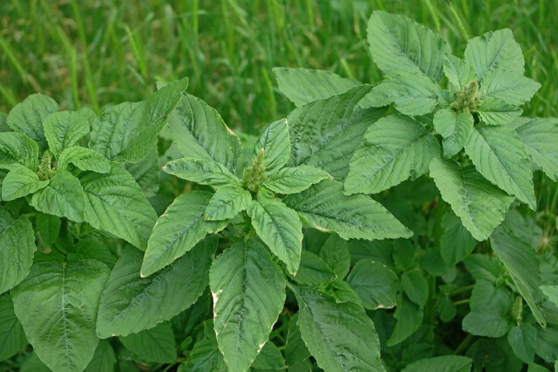 Амарант запрокинутый (Amaranthus retroflexus l.)