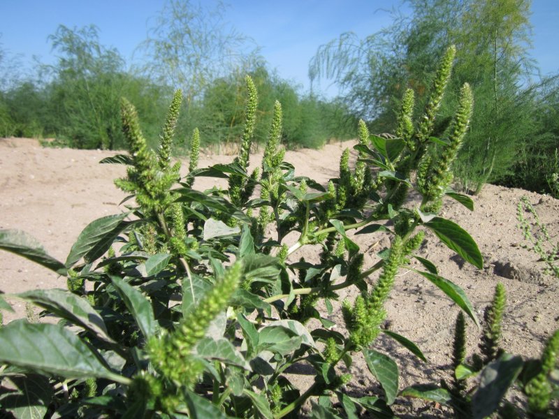 Щирица запрокинутая Amaranthus retroflexus