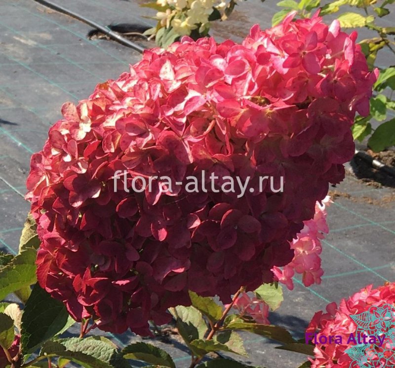 Гортензия метельчатая Confetti