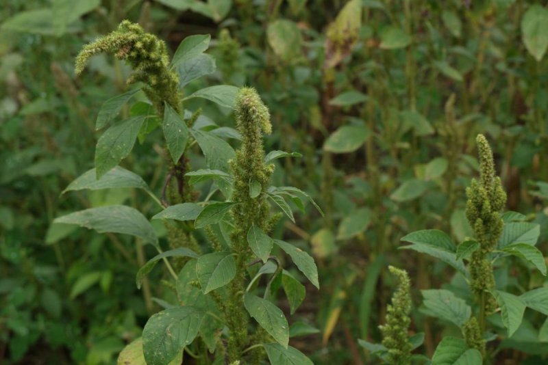 Щирица запрокинутая Amaranthus retroflexus