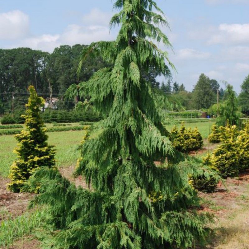 Кипарисовик нутканский pendula