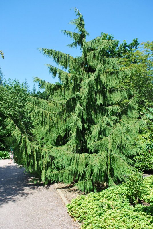Кипарис нутканский Пендула